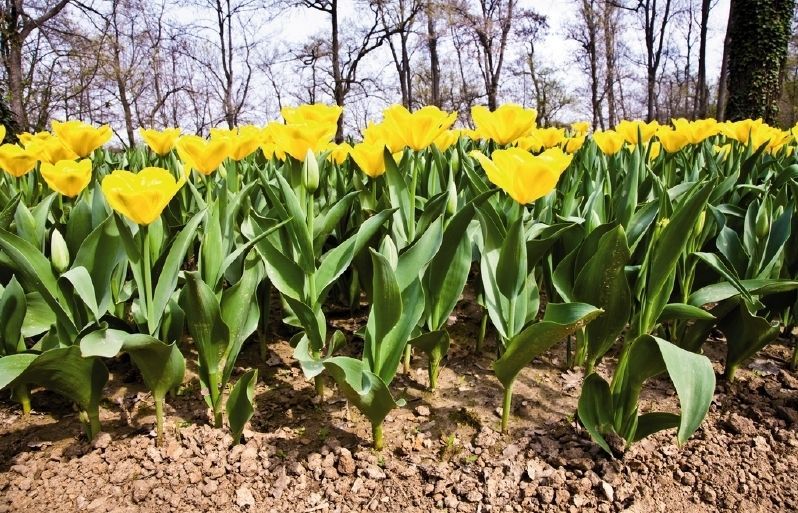 El conreu de plantes ornamentals es remunta a temps antics. FOTO: Arxiu