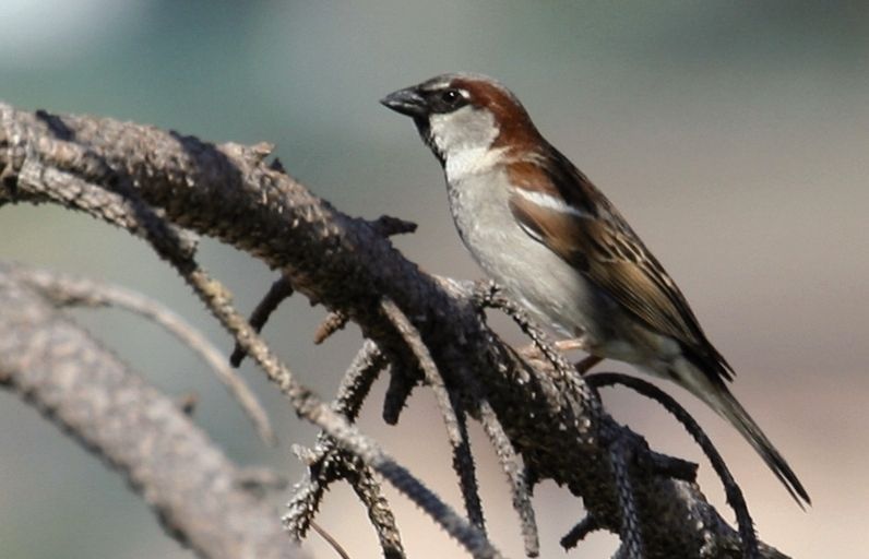 La femella és duna tonalitat grisosa mentre que el mascle és de color terrós i presenta un pitet negre molt conspicu