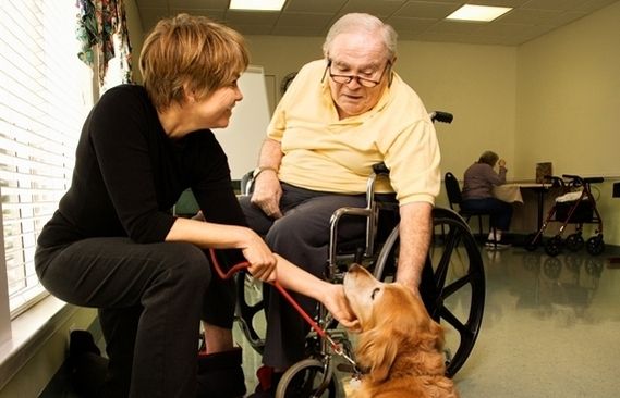 Els gossos, com les persones, quan treballen no se'ls pots distreure, perquè poden perjudicar al seu amo. FOTO: Arxiu