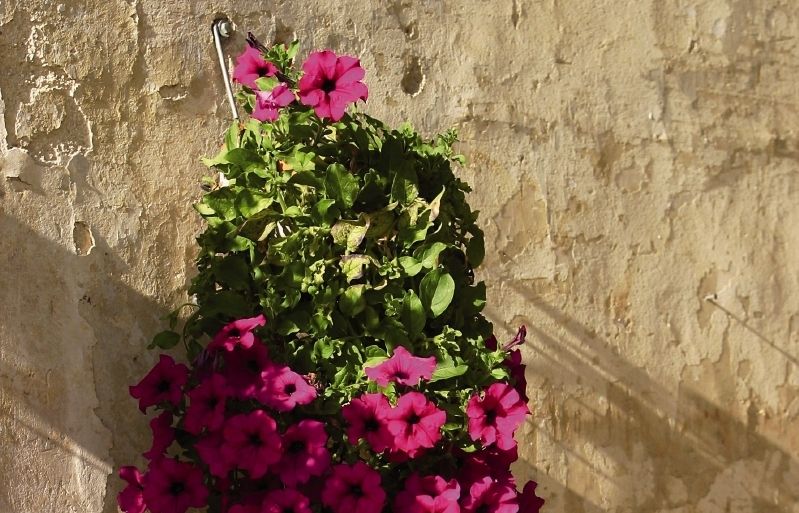 Una opció per decorar es guarnir cistells penjants amb flors. FOTO: Arxiu