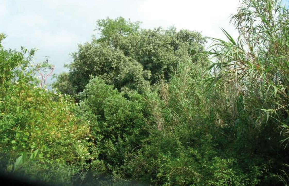 FOTO: Jordi Roca i Josep Castellví