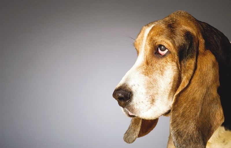 Els animals gaudirien ajudant els nens i els nens donarien amor i alegria als animals. FOTO: Arxiu