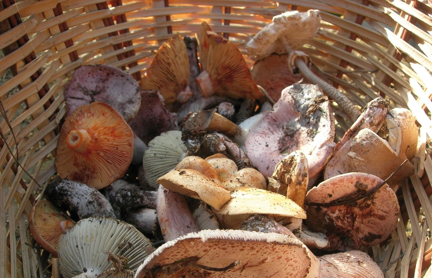 'Quan lèpoca del rovelló era forta, agafava un cistell de nanses, que els hi dèiem, daquells grossos amb una nansa al mig on hi cabien uns 30 quilos de rovellons'