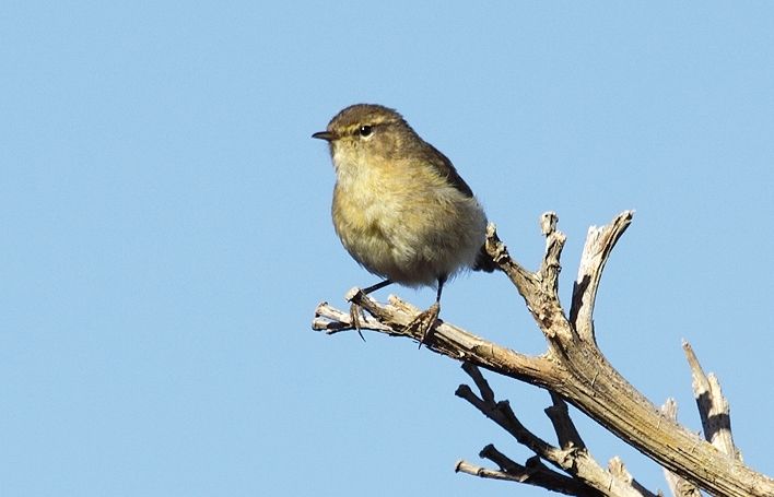 El detectem fàcilment pel seu reclam repetitiu, que onomatopeicament dóna lloc al nom anglès de lespècie 'chiffchaff'