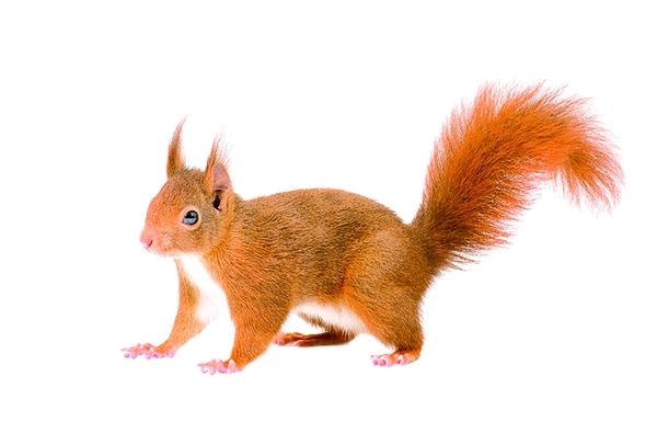 Encara que es poden tenir com a mascotes convé crear amagatalls i facilitar-los joguines de fusta. FOTO: Arxiu