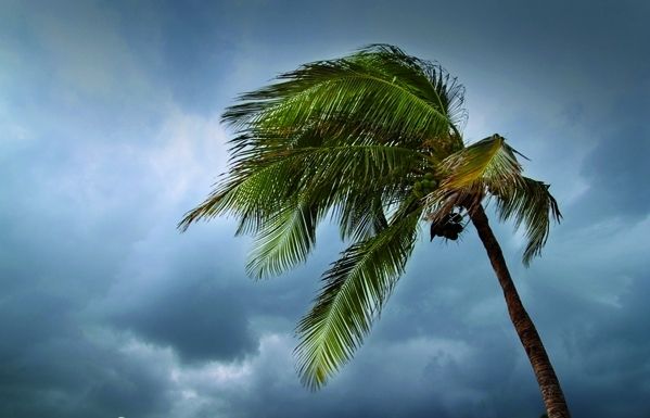 Cal vigilar les plantes quan el vent sigui fort. FOTO: Arxiu