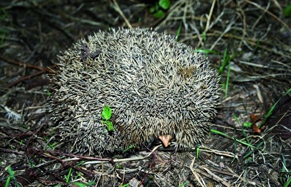 Moltes vegades és víctima en atropellaments freqüents a les carreteres.