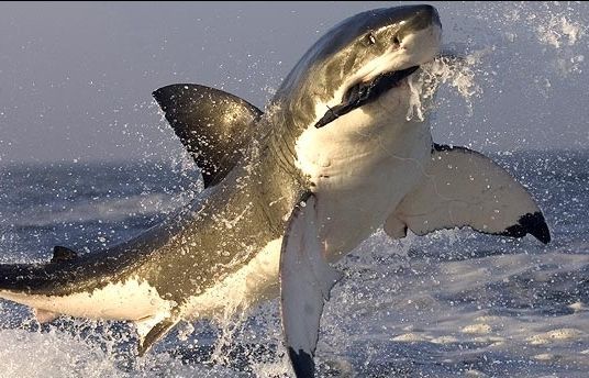 Una imatge d'un tauró. FOTO: Cedida