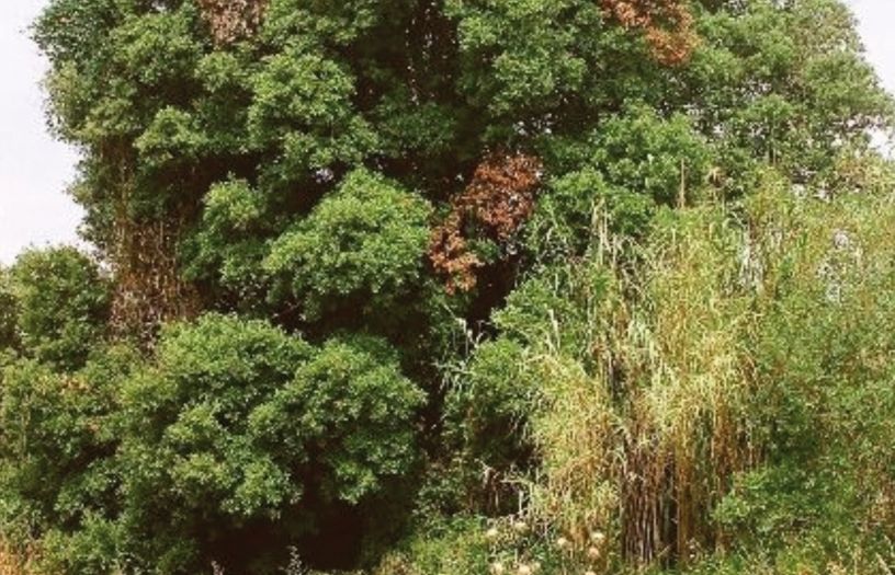 FOTO: Jordi Roca i Josep Castellví