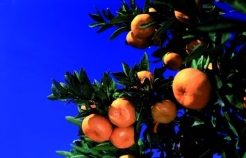 Larbre fruiter sadapta fàcilment a climes freds, resistint temperatures baixes al voltant dels 9º C sota zero