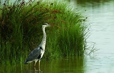 Viu lligat als ambients aquàtics, on troba el seu aliment que es compon principalment de peixos, granotes, aus aquàtiques i petits mamífers