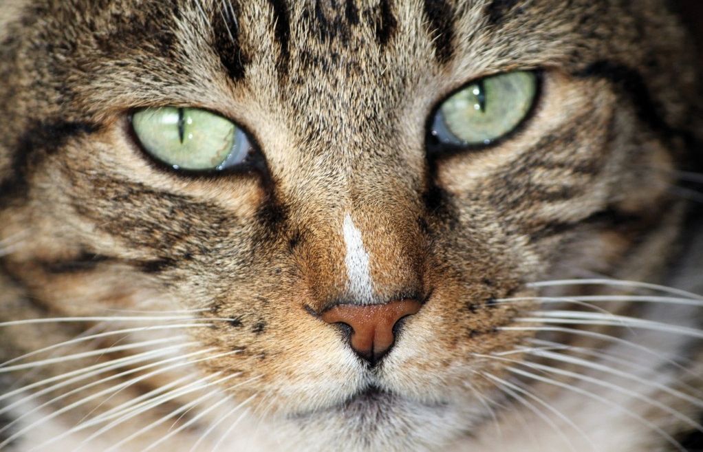 Els animals gaudirien ajudant els nens, i els nens donarien amor i alegria als animals. FOTO: Arxiu