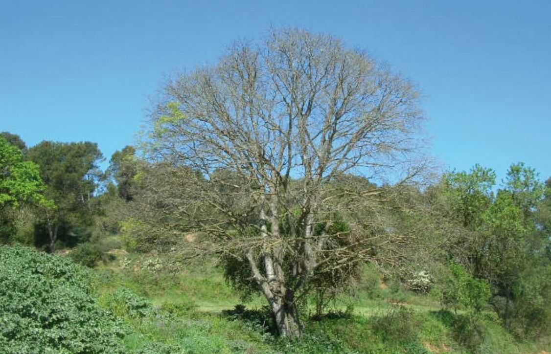 FOTO: Jordi Roca i Josep Castellví