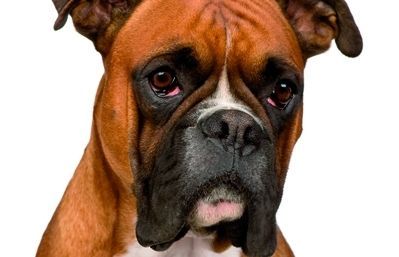  Però el que sí que pot fer qualsevol amo dun gos és, amb lajuda dun bon professional, educar la seva mascota ensenyant-li petits trucs.