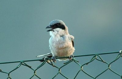Es tracta dun ocell carnívor, amb un bec molt robust i poderós