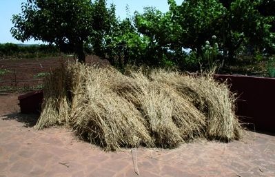 Actualment la forma de tractar els cereals és totalment diferent. Avui dia hi ha una maquinària tan perfecta que la mateixa sega ja bat