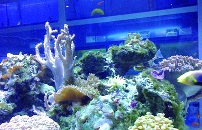 Coneix la diversitat de peixos d'Aqua World