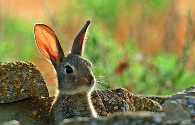 Ha vist com les seves poblacions han davallat en els darrers anys a causa de diverses malalties, com el virus de la mixomatosi