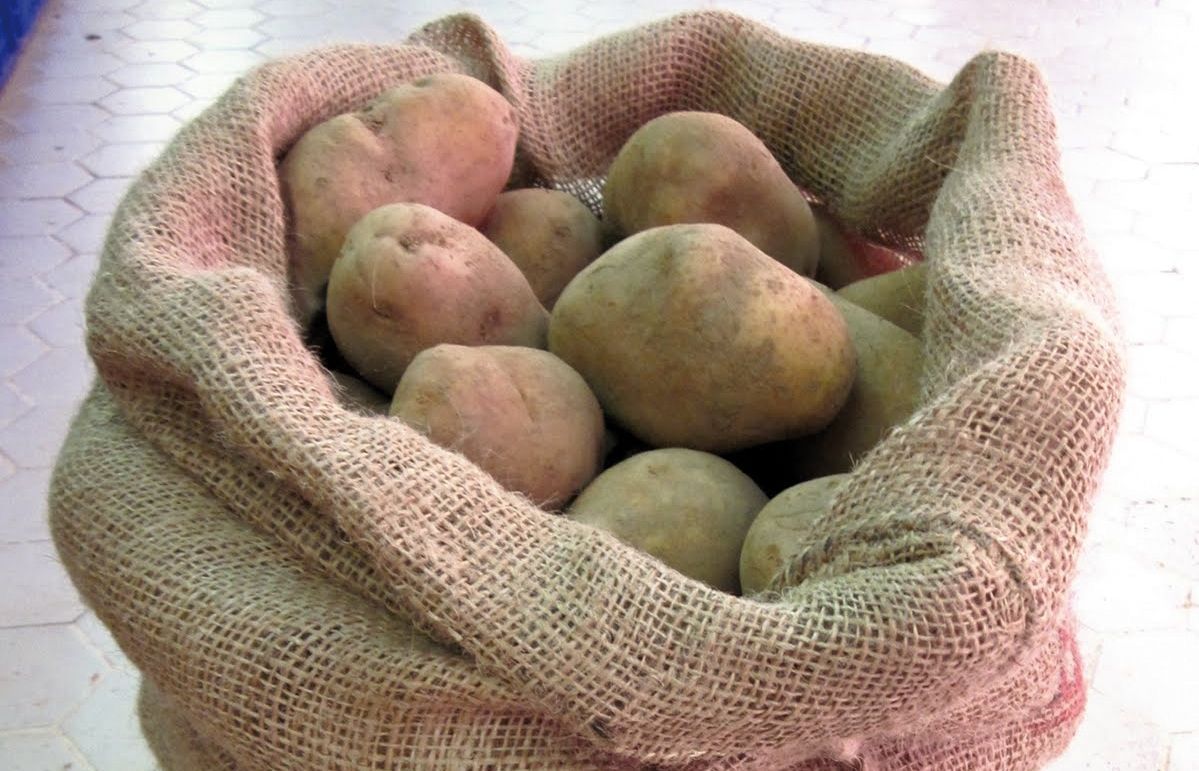 La nostra producció de patates era molt gran