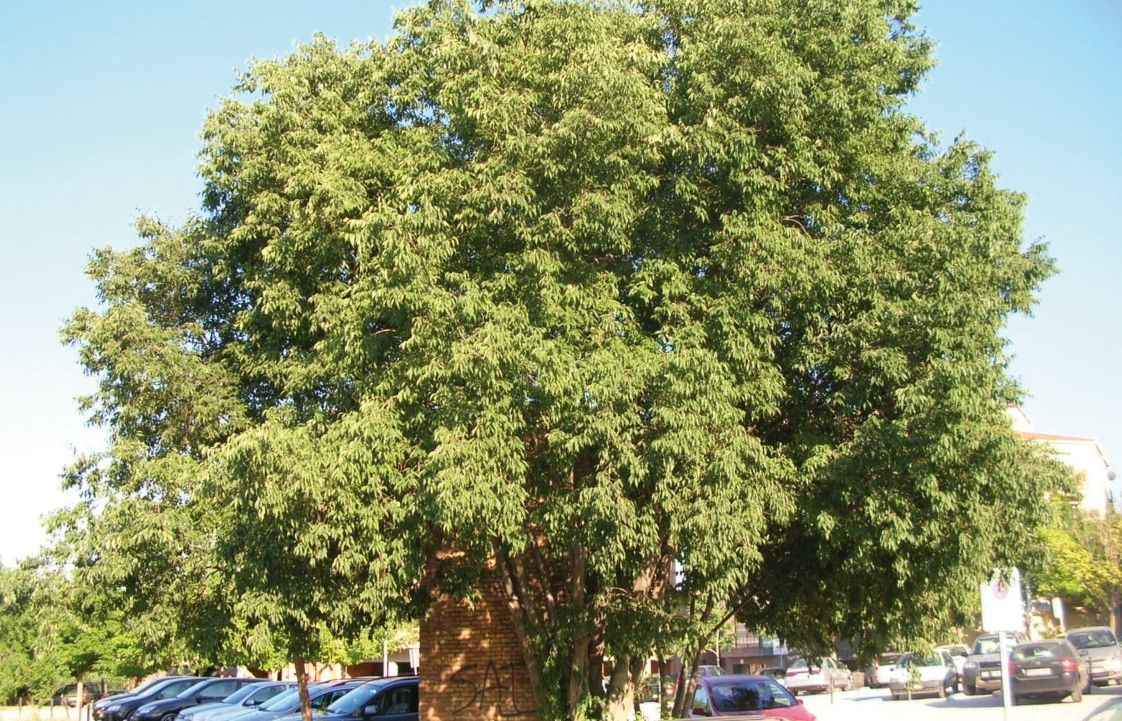 FOTO: Jordi Roca i Josep Castellví