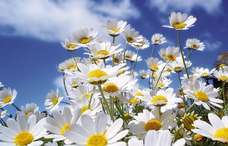 Les flors són una bona manera d'entrar la primevera i l'optimisme a la llar. FOTO: ARxiu