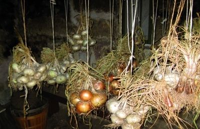 Lles cebes les rastrejàvem amb un filferro per poder-les penjar al sostre del corral, que tenia les bigues de fusta