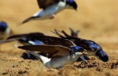 Es considera que duu bona sort a la casa on sinstal·la