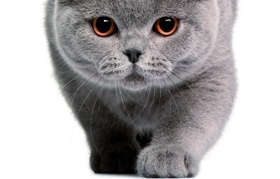 Per què roben els gats? 