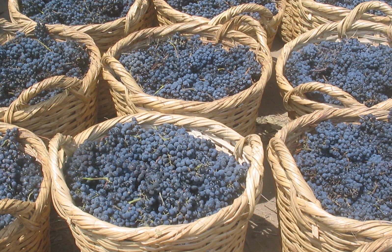 El vi era el racó de diners per poder tirar endavant lhivern