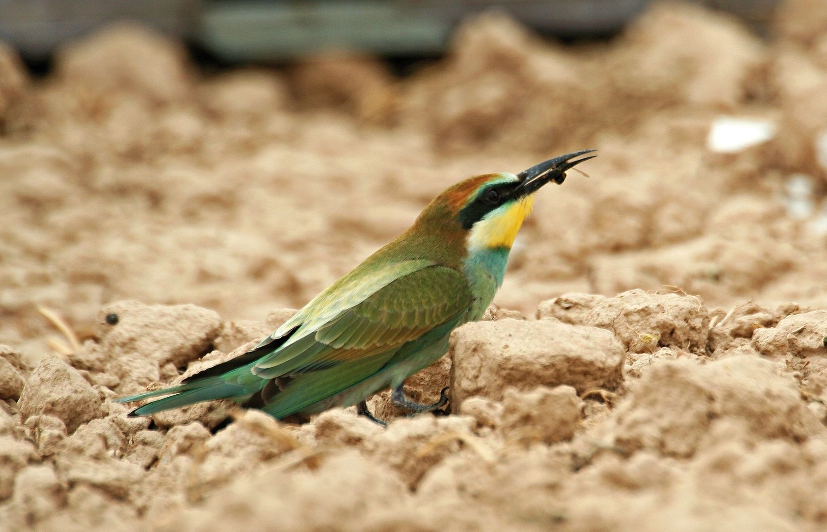 Fa els nius en talussos, on excava túnels de fins a dos metres amb el bec i les potes