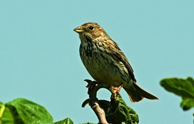 El cant és inconfusible, fort i trinat