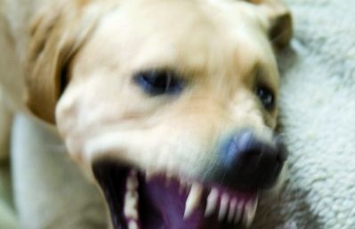 Una activitat il·legal, cruenta i molt horrible, però per desgràcia molt real