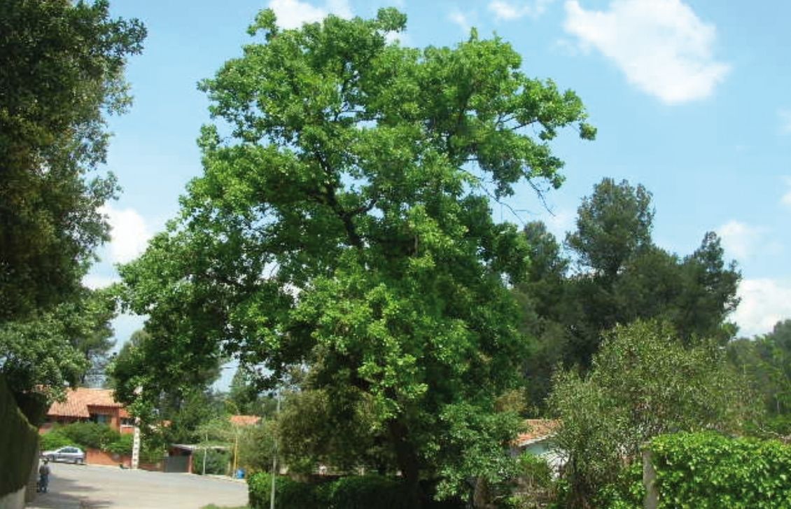 FOTO: Jordi Roca i Josep Castellví