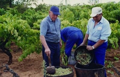 Cuidar la vinya amb molta cura. FOTO: Arxiu