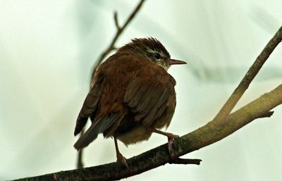 Presenta una cella blanca característica