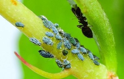 podeu utilitzar insecticides polivalents i insecticida i fungicida de triple acció. FOTO: Arxiu