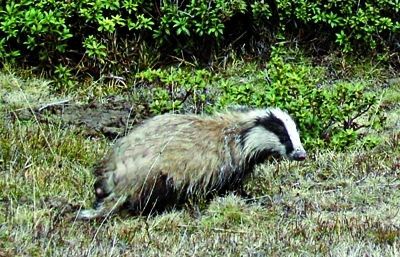 Són animals sociables que viuen en grups de fins a deu individus