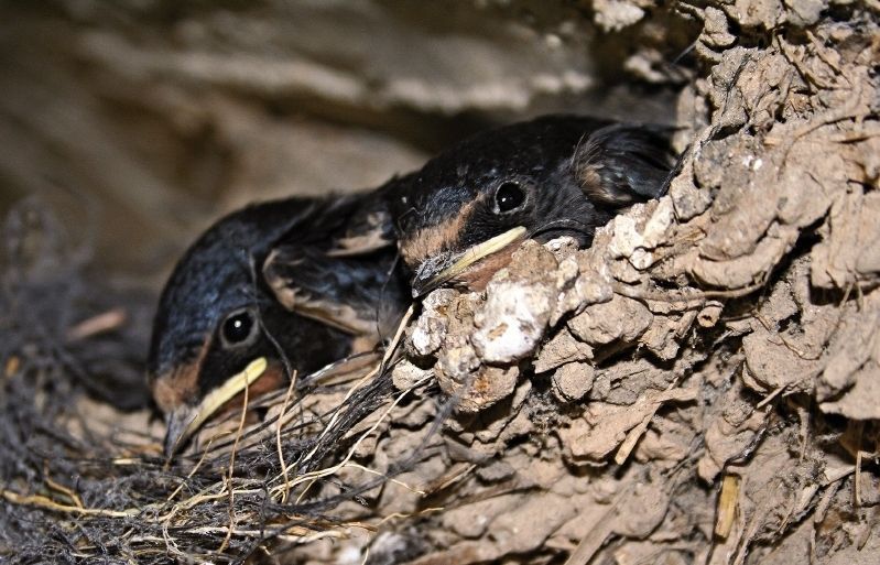Més aviat lligada a pobles i ambients rurals
