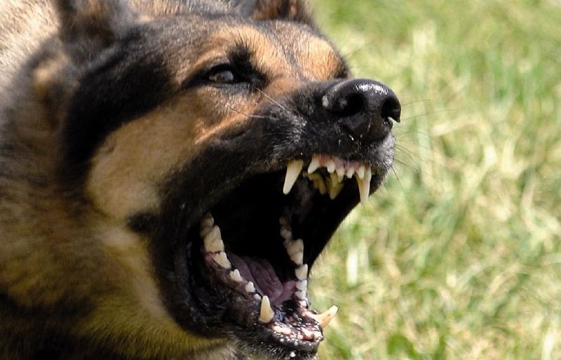 Hi ha moltes malalties en les quals la ment ens fa la mala jugada 