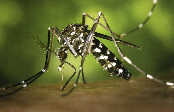 Sant Cugat va ser el primer municipi on va aparèixer el mosquit tigre FOTO: Cedida.  