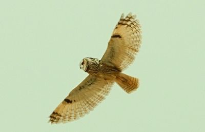 En són característics els ulls negres i taronges