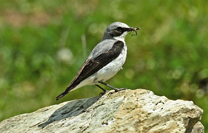 És un migrador comú arreu del nostre país