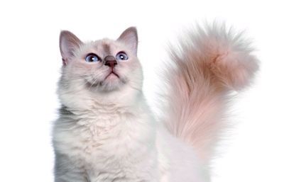 Aquest trastorn de conducta no té gaire importància si no es torna compulsiva 