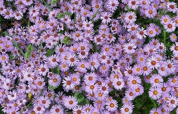 Els àsters són bastant exigents quant a la fertilitat de la terra, que ha de ser ben rica, fresca i estar perfectament drenada