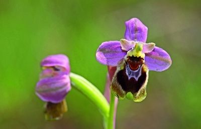  Algunes espècies es conreen pel seu interès ornamental i només una, la Vainilla, es conrea pel seu interès culinari