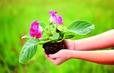 bans de plantar flors de colors feu un esquema sobre el terreny del jardí delimitant les diverses zones amb un cordill
