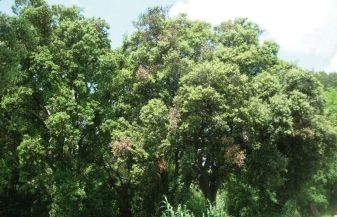 FOTO: Jordi Roca i Josep Castellví