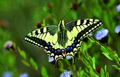 És una de les papallones més espectaculars del nostre país