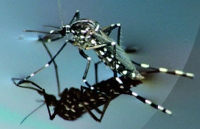 La presència de mosquit tigre preocupa els veïns  FOTO: Cedida