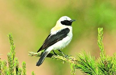 Fa el niu en cavitats de parets de pedra, marges de vinyes i camps i masos vells